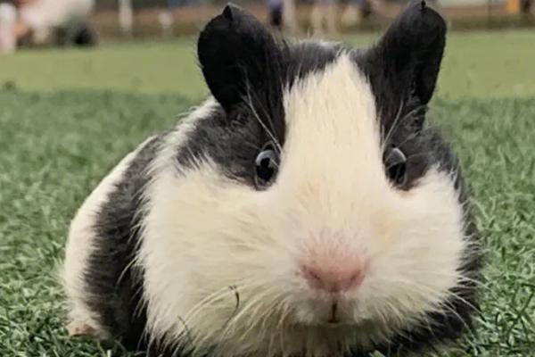 荷兰猪惊吓过度怎么办，放到温暖安静的环境中慢慢恢复