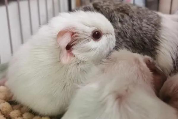 荷兰猪惊吓过度怎么办，放到温暖安静的环境中慢慢恢复