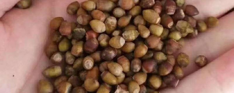 如何提高红豆杉种子的发芽率