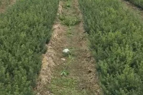 如何提高红豆杉种子的发芽率,9-10月采种