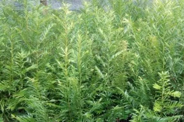 如何提高红豆杉种子的发芽率,9-10月采种