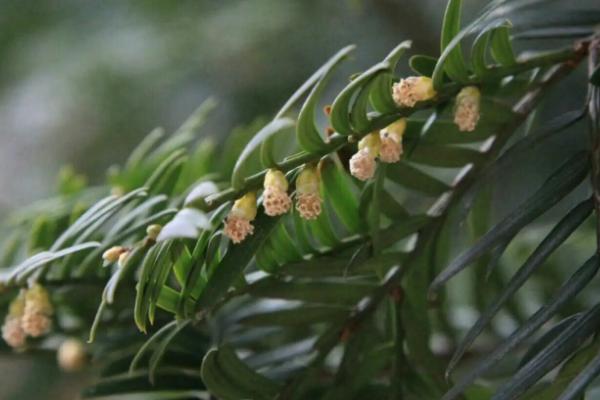 如何提高红豆杉种子的发芽率,9-10月采种