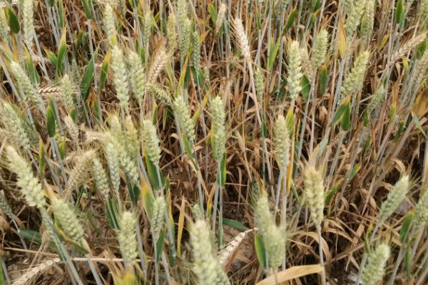 小麦白穗的原因，可能是病害或者虫害导致的