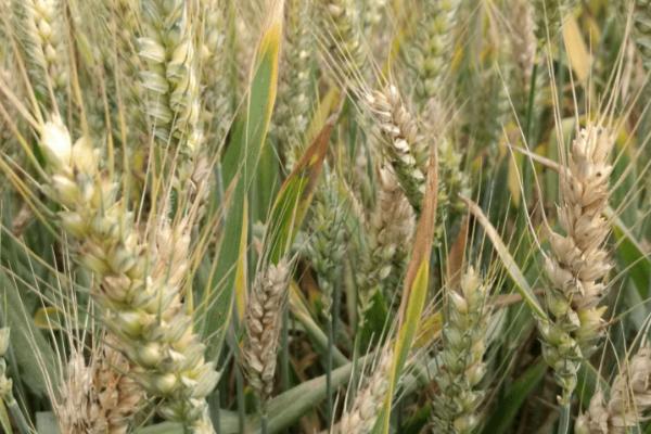 小麦白穗的原因，可能是病害或者虫害导致的
