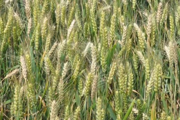 小麦白穗的原因，可能是病害或者虫害导致的