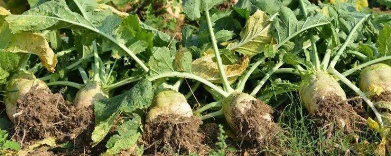 大头菜几月份种合适