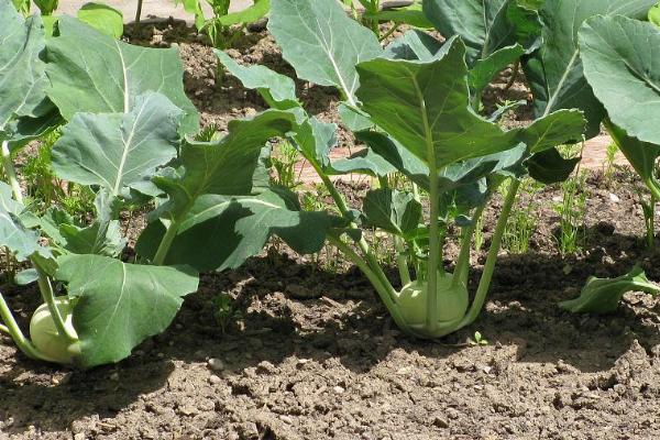 大头菜几月份种合适，一般在8-10月播种