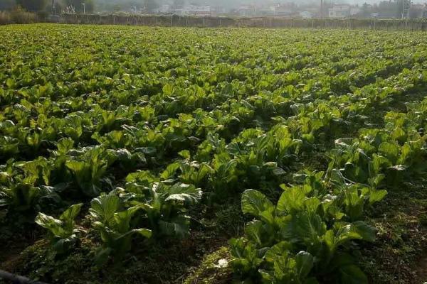大头菜几月份种合适，一般在8-10月播种