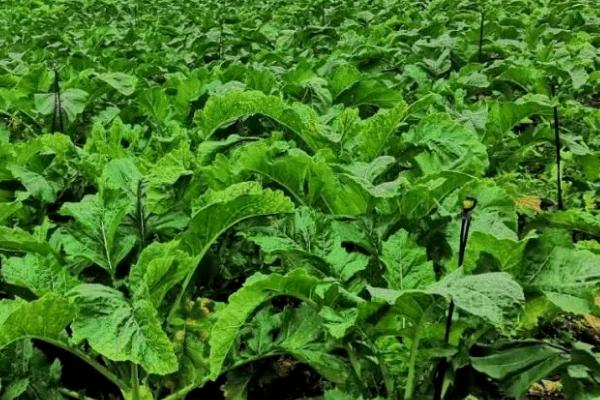 大头菜几月份种合适，一般在8-10月播种