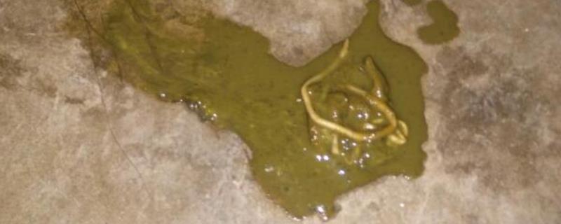 狗有蛔虫怎么办