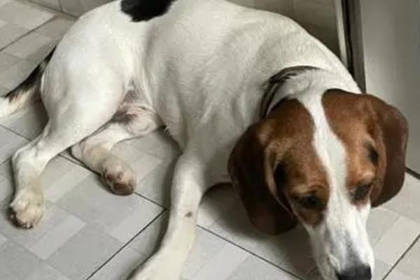 狗有蛔虫怎么办，要及时用驱虫药进行治疗