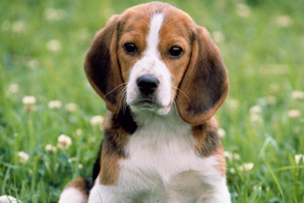 狗有蛔虫怎么办，要及时用驱虫药进行治疗