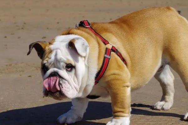 狗有蛔虫怎么办，要及时用驱虫药进行治疗