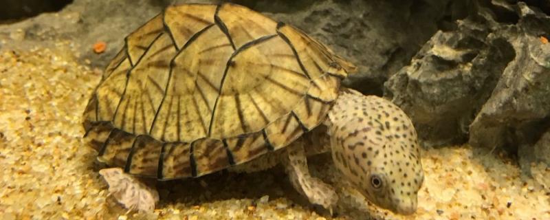 剃刀龟不吃食的原因