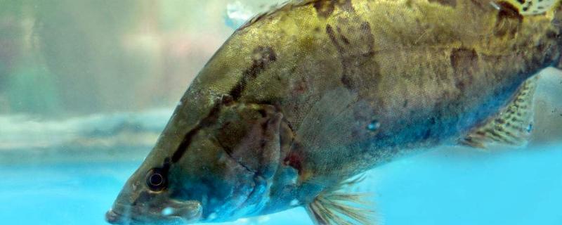 桂鱼在家怎么养