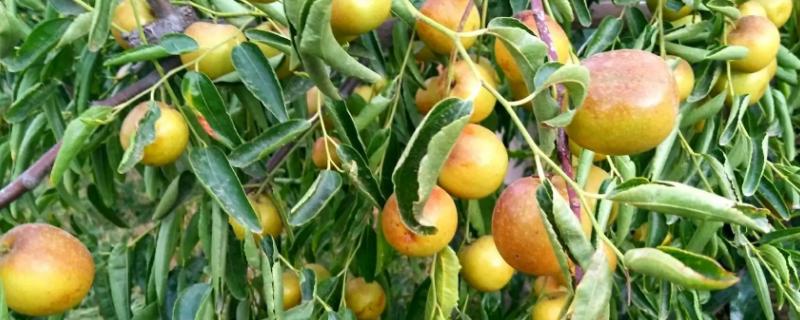 冬枣是什么季节的水果