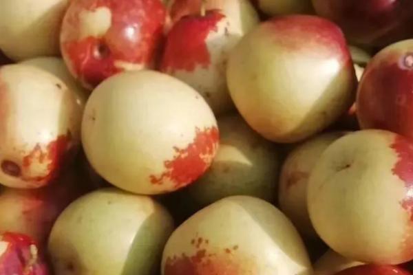 冬枣是什么季节的水果，是秋冬季节的水果