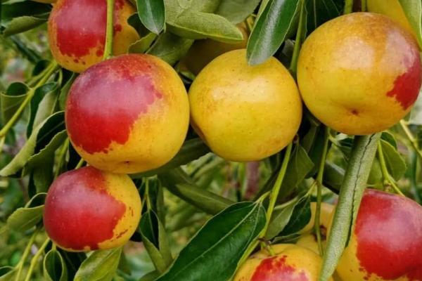 冬枣是什么季节的水果，是秋冬季节的水果