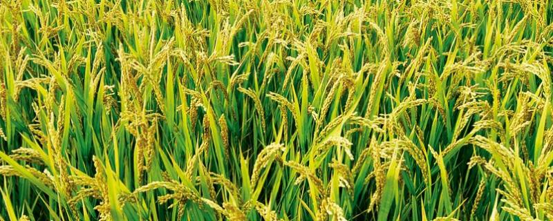 95优1号水稻种子介绍