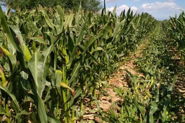 海糯218玉米品种简介，全生育期防控草地贪夜蛾