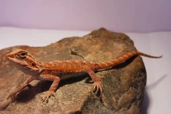 蜥蜴会咬人吗,一般不会轻易咬人