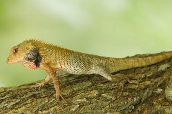 蜥蜴会咬人吗,一般不会轻易咬人