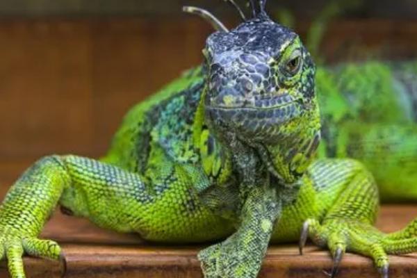蜥蜴会咬人吗,一般不会轻易咬人