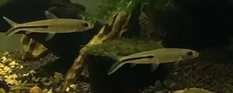 企鹅灯鱼好不好养