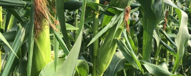 香甜糯308玉米品种简介