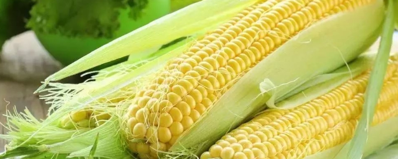 南甜糯6019玉米种子特点