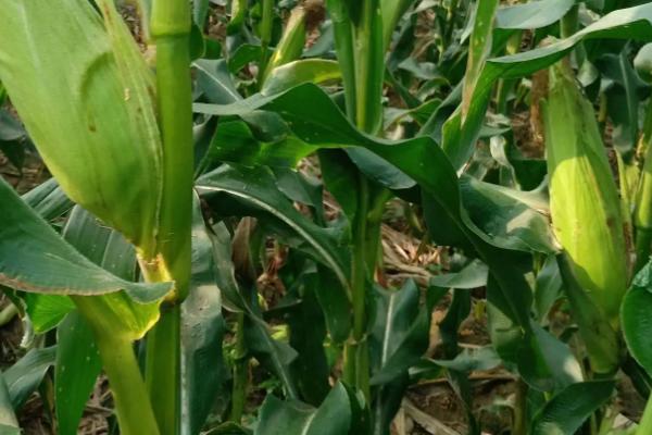 南甜糯6019玉米种子特点,该品种为甜糯类型