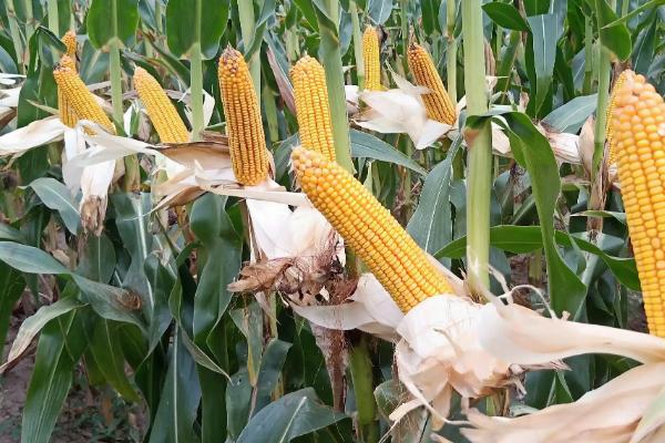 恒甜糯10号玉米品种的特性,以充分发挥品种特性