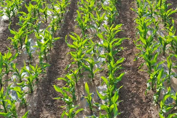 桂单671玉米种子介绍