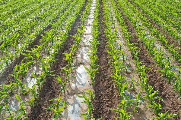 瀚玉999玉米品种简介,一次性播种全苗