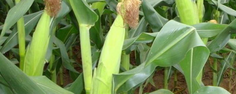 玉佳乐1号玉米种子特点