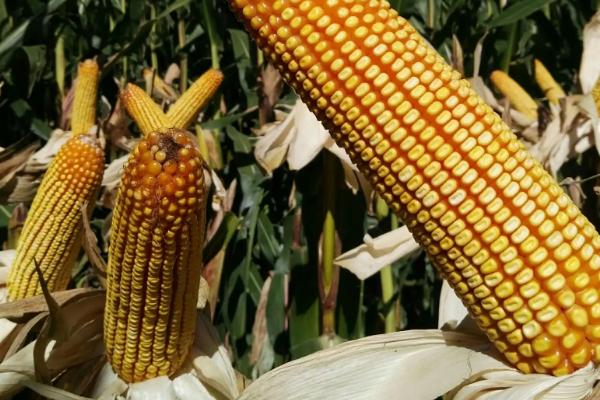 兆丰999玉米品种的特性,注意防治病虫病