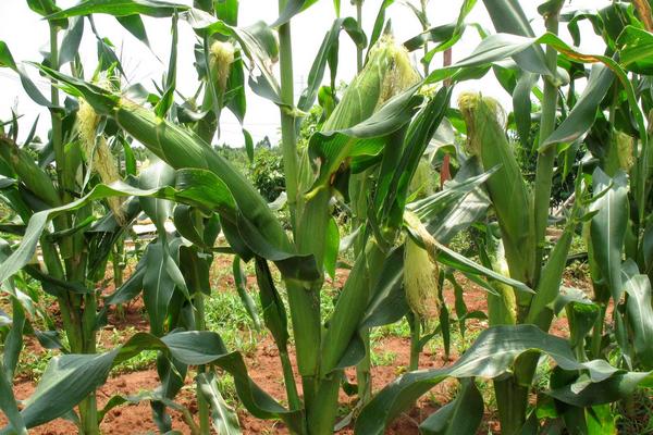 兆丰999玉米品种的特性,注意防治病虫病