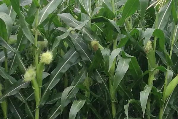 金粒盛世玉米种子特征特性,苗期注意防治地老虎等地下害虫