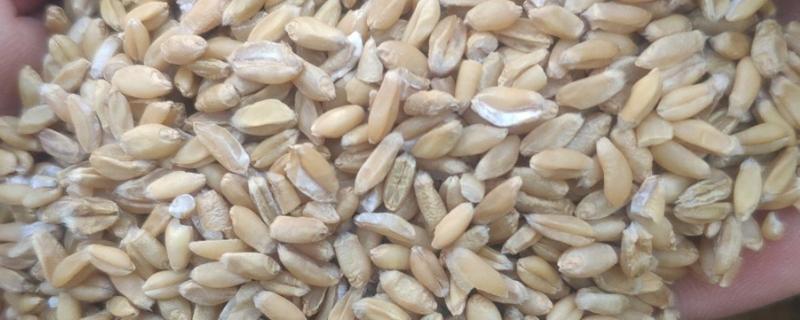 小麦等级划分标准