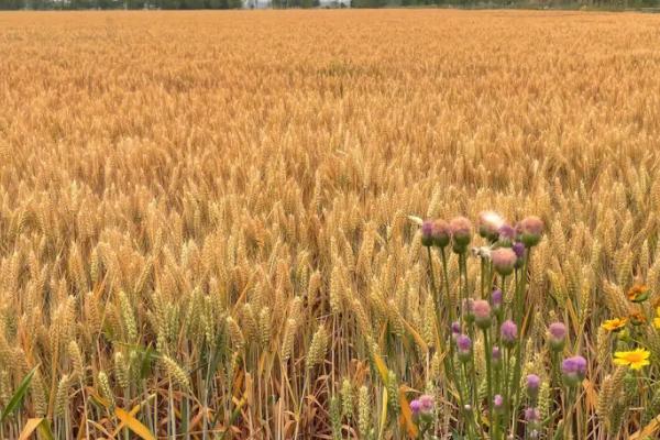 小麦等级划分标准,按照容重将小麦分为五个等级