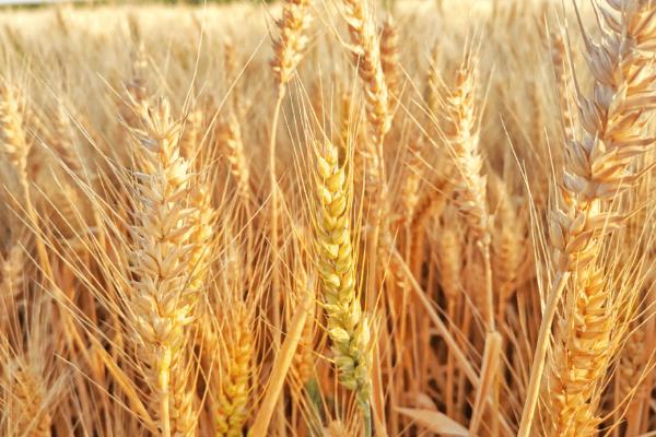 小麦等级划分标准,按照容重将小麦分为五个等级