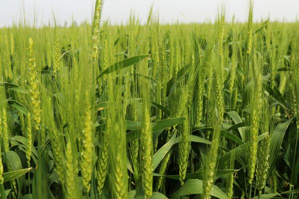 小麦等级划分标准,按照容重将小麦分为五个等级