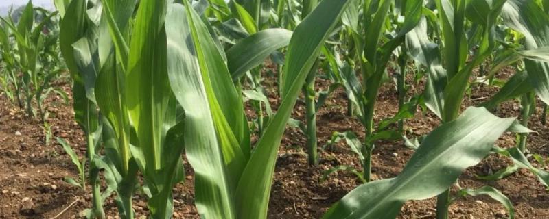 灵甜糯300玉米种子介绍