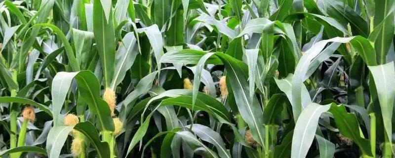 桂甜627玉米种子特征特性