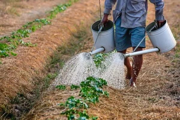 冬季农作物水肥管理，要减少施肥和浇水