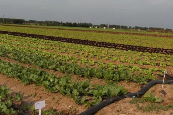 冬季农作物水肥管理，要减少施肥和浇水