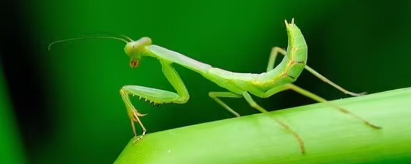 螳螂的外形特征