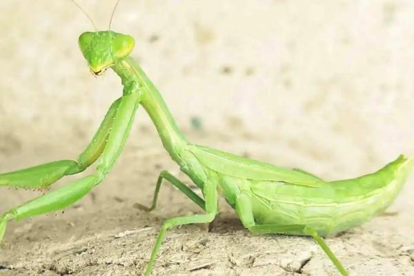 螳螂的外形特征,胸前有一对呈镰刀状的捕捉足