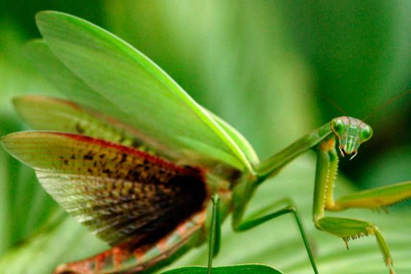 螳螂的外形特征,胸前有一对呈镰刀状的捕捉足