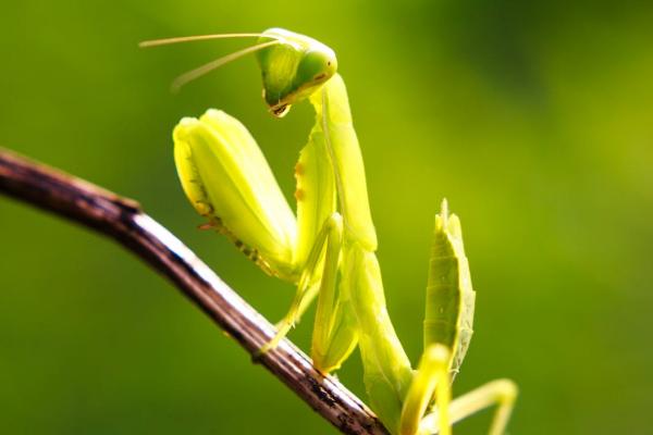 螳螂的外形特征,胸前有一对呈镰刀状的捕捉足